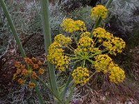 Thapsia villosa 23, Saxifraga-Ed Stikvoort