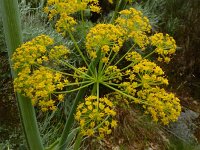 Thapsia villosa 25, Saxifraga-Ed Stikvoort