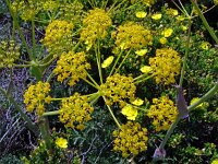 Thapsia villosa 29, Saxifraga-Hans Grotenhuis