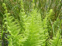 Thelypteris palustris 11, Moerasvaren, Saxifraga-Rutger Barendse