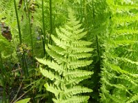 Thelypteris palustris 12, Moerasvaren, Saxifraga-Rutger Barendse