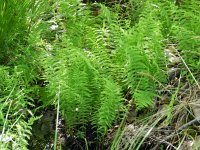 Thelypteris palustris 14, Moerasvaren, Saxifraga-Rutger Barendse