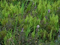 Thelypteris palustris 17, Moerasvaren, Saxifraga-Ed Stikvoort