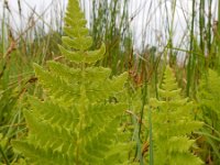 Thelypteris palustris 19, Moerasvaren, Saxifraga-Ed Stikvoort