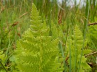 Thelypteris palustris 22, Moerasvaren, Saxifraga-Ed Stikvoort