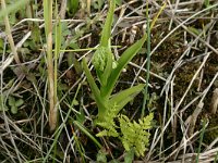 Thelypteris palustris 3, Moerasvaren, Saxifraga-Hans Boll