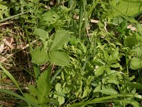 Thelypteris palustris 4, Moerasvaren, Saxifraga-Hans Boll