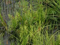 Thelypteris palustris 6, Moerasvaren, Saxifraga-Hans Boll