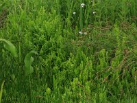 Thelypteris palustris 9, Moerasvaren, Saxifraga-Hans Boll