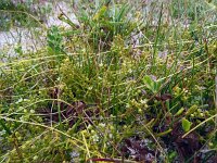 Thesium humifusum 4, Liggend bergvlas, Saxifraga-