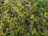 Thesium humifusum 5, Liggend bergvlas, Saxifraga-