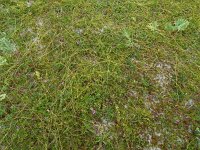 Thesium humifusum 7, Liggend bergvlas, Saxifraga-