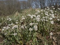 Thlaspi caerulescens 19, Zinkboerenkers, Saxifraga-Willem van Kruijsbergen