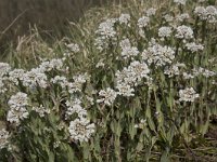 Thlaspi caerulescens 20, Zinkboerenkers, Saxifraga-Willem van Kruijsbergen