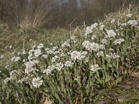 Thlaspi caerulescens 21, Zinkboerenkers, Saxifraga-Willem van Kruijsbergen