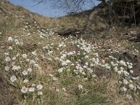 Thlaspi caerulescens 25, Zinkboerenkers, Saxifraga-Willem van Kruijsbergen