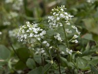 Thlaspi caerulescens 27, Zinkboerenkers, Saxifraga-Willem van Kruijsbergen