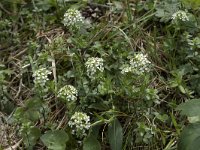 Thlaspi caerulescens 28, Zinkboerenkers, Saxifraga-Willem van Kruijsbergen