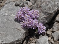 Thlaspi rotundifolium 31, Saxifraga-Harry Jans