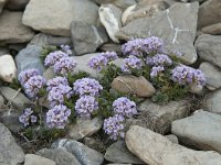 Thlaspi rotundifolium 38, Saxifraga-Luuk Vermeer