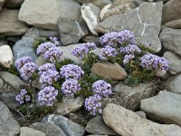 Tlhaspi rotundifolium 32, Saxifraga-Luuk Vermeer