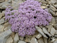 Tlhaspi rotundifolium 37, Saxifraga-Luuk Vermeer