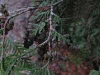 Thuja occidentalis 3, Westerse levensboom, Saxifraga-Rutger Barendse