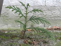 Thuja plicata 2, Reuzenlevensboom, Saxifraga-Rutger Barendse