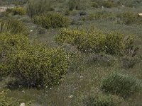 Thymelaea hirsuta 7, Saxifraga-Willem van Kruijsbergen