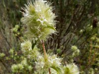 Thymus mastichina 8, Saxifraga-Ed Stikvoort