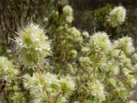 Thymus mastichina 9, Saxifraga-Ed Stikvoort