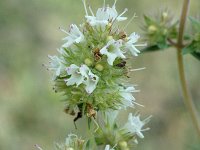 Thymus mastichina ssp mastichina 1, Saxifraga-Jan van der Straaten