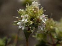 Thymus mastichina ssp mastichina 2, Saxifraga-Willem van Kruijsbergen