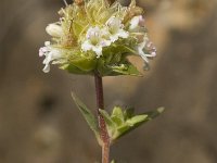 Thymus mastichina ssp mastichina 3, Saxifraga-Jan van der Straaten