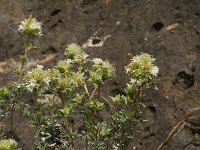 Thymus mastichina ssp mastichina 4, Saxifraga-Willem van Kruijsbergen