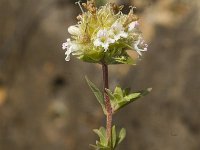 Thymus mastichina ssp mastichina 5, Saxifraga-Jan van der Straaten