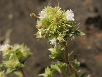 Thymus mastichina ssp mastichina 6, Saxifraga-Jan van der Straaten