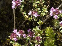 Thymus nitens cebennis 2, Saxifraga-Jan van der Straaten