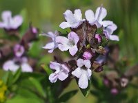 Thymus pulegioides 21, Grote tijm, Saxifraga-Hans Dekker