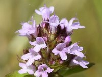 Thymus pulegioides 23, Grote tijm, Saxifraga-Sonja Bouwman