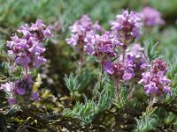 Thymus serpyllum 2, Kleine tijm, Saxifraga-Willem van Kruijsbergen