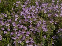 Thymus serpyllum 3, Kleine tijm, Saxifraga-Jan van der Straaten