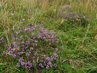 Thymus serpyllum 4, Kleine tijm, Saxifraga-Mark Zekhuis