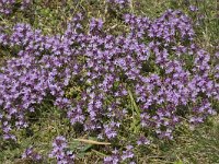 Thymus serpyllum 5, Kleine tijm, Saxifraga-Willem van Kruijsbergen