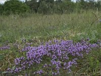 Thymus serpyllum 6, Kleine tijm, Saxifraga-Willem van Kruijsbergen