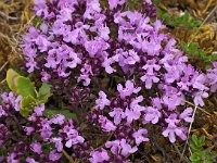 Thymus serpyllum 7, Kleine tijm, Saxifraga-Hans Dekker