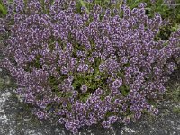 Thymus vulgaris 9, Echte tijm, Saxifraga-Willem van Kruijsbergen