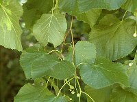 Tilia platyphyllos 2, Zomerlinde, Saxifraga-Jan van der Straaten