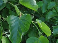 Tilia platyphyllos 4, Zomerlinde, Saxifraga-Rutger Barendse