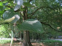 Tilia platyphyllos 5, Zomerlinde, Saxifraga-Mark Zekhuis